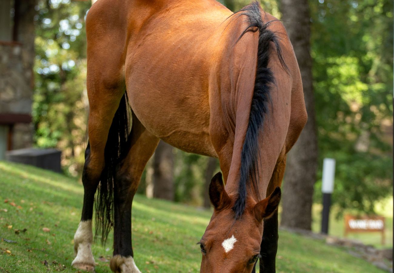 Cabaña en San Martin de los Andes - Paihuen - Apart 1 Dormitorio con vista al Bosque